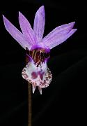 Calypso Orchid, Calypso bulbosa